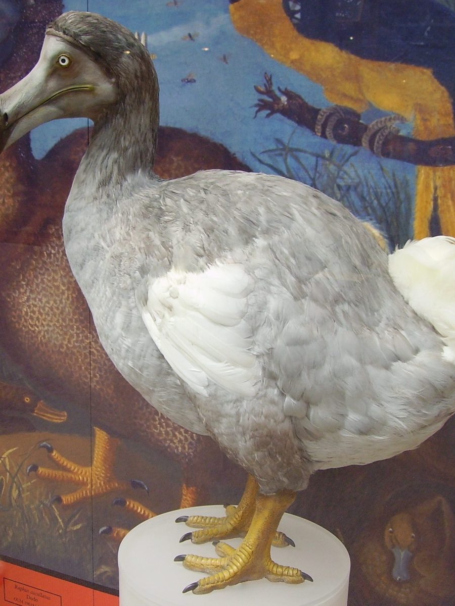 ….Mauritius dodo madár…